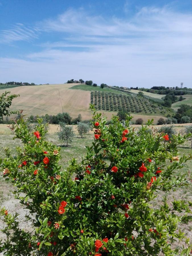 Il Giardino Nella Valle Belvedere Ostrense Екстер'єр фото