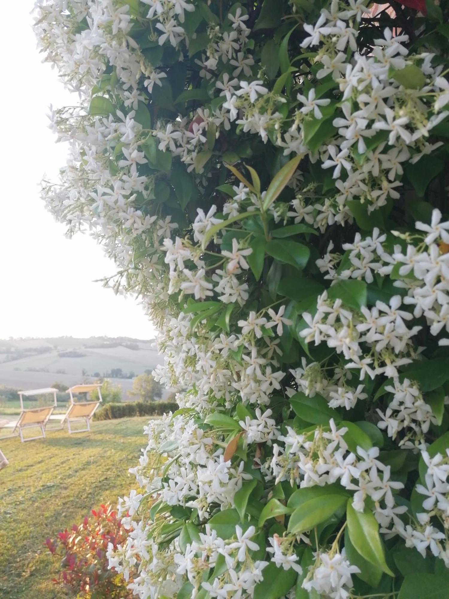 Il Giardino Nella Valle Belvedere Ostrense Екстер'єр фото