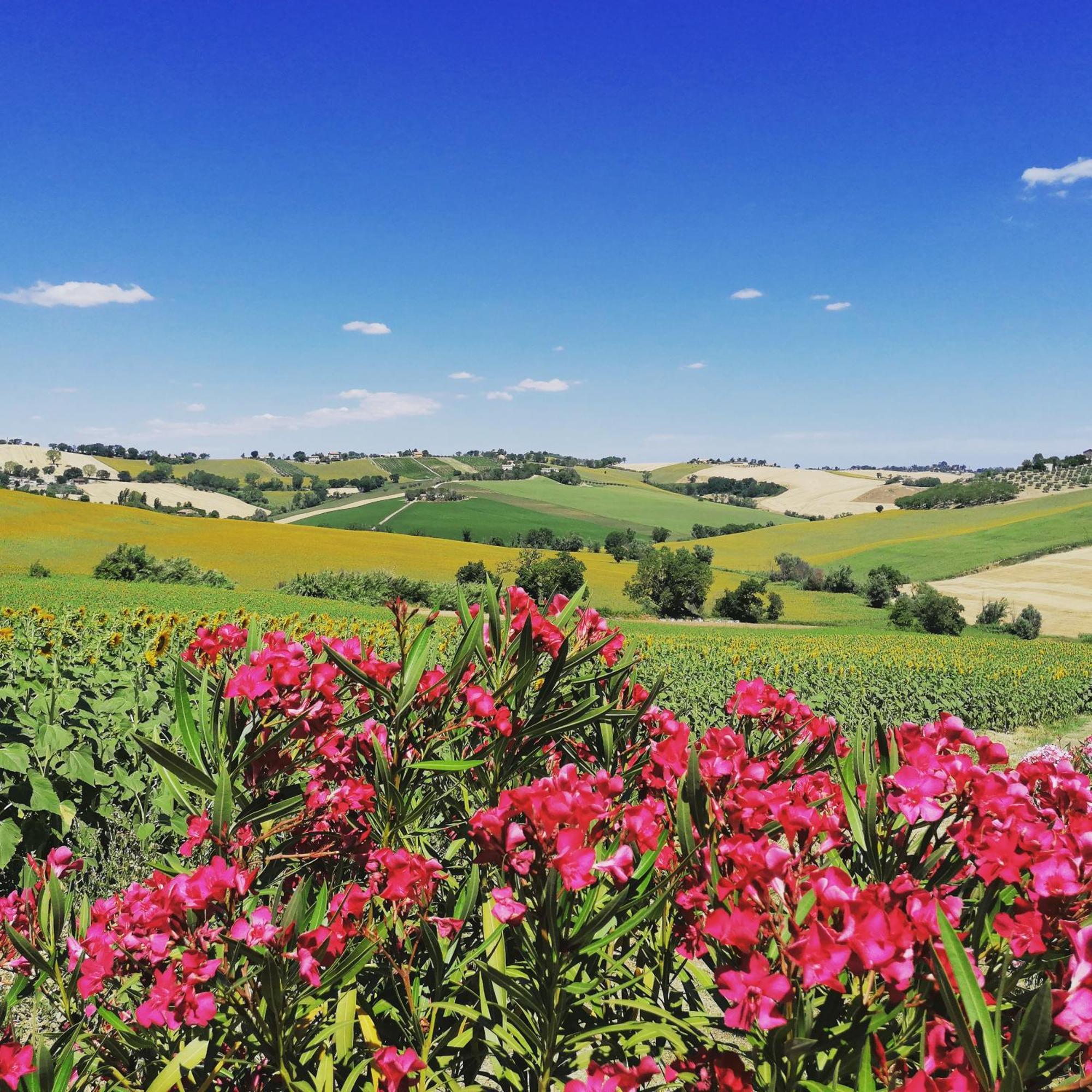 Il Giardino Nella Valle Belvedere Ostrense Екстер'єр фото